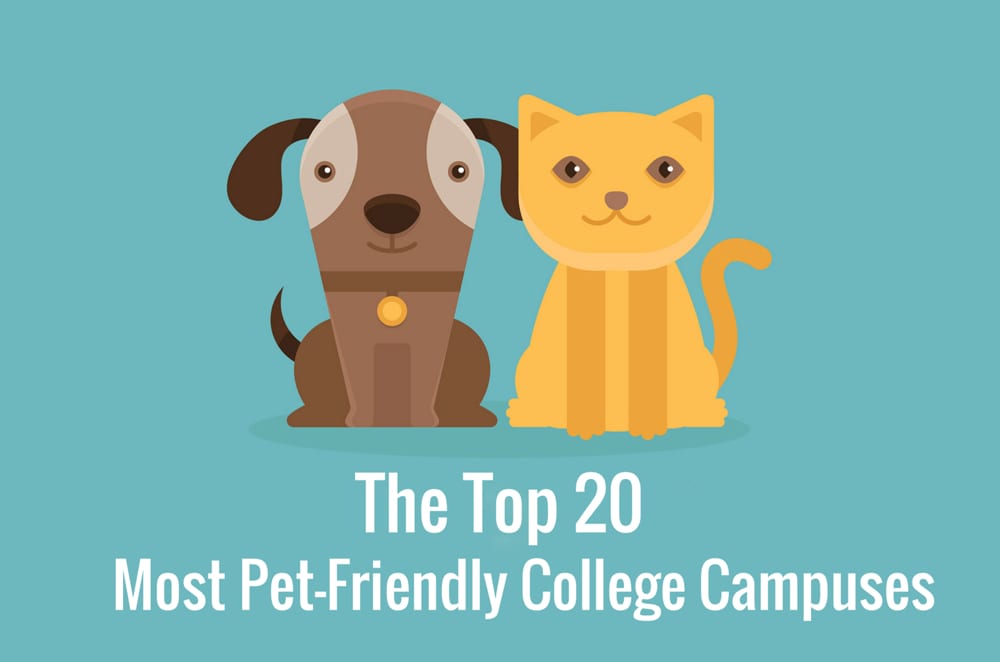 College Pet Policies: Complete Guide to Having Pets on Campus and in Dorms